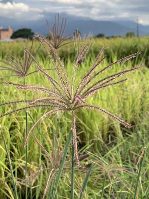 虎尾草、刺虎尾草、孟仁草