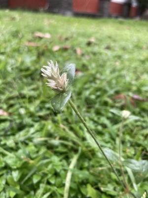 假千日紅 (野千日紅 / 銀花莧)