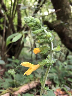 黃花鼠尾草