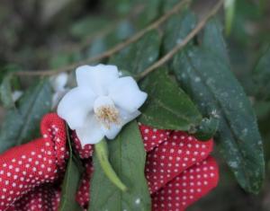 柳葉山茶