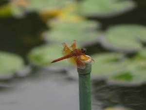 黃翅蜻  (褐斑蜻蜓)