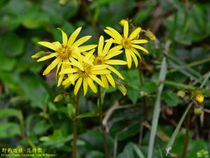 臺灣山菊