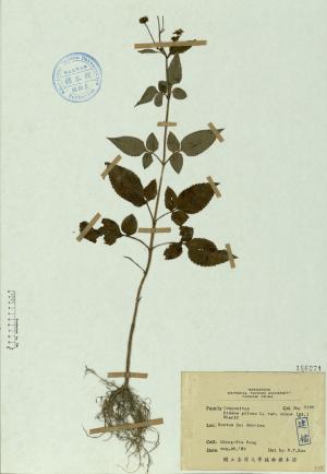 Bidens pilosa L. var. minor (Bl.) Sherff_標本_BRCM 4573