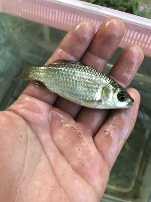 鯽魚 (金魚)