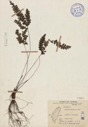 Adiantum diaphanum Bl._標本_BRCM 3993