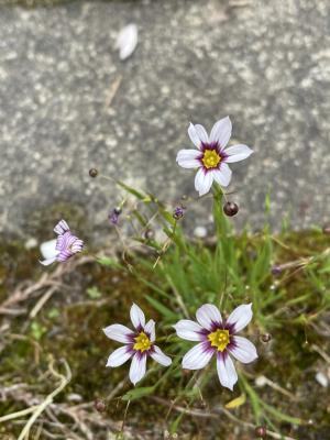 鳶尾葉庭菖蒲