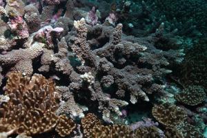 巨枝軸孔珊瑚