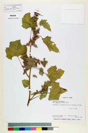 Xanthium strumarium L. var. japonica (Widder) Hara_標本_BRCM 6661