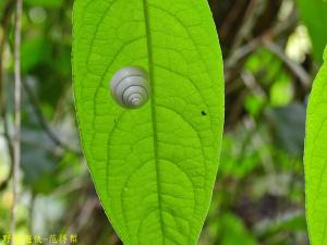 白薩摩蝸牛 (白高腰蝸牛)