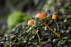 Mycena aff. acicula(紅橘小菇之相似種)