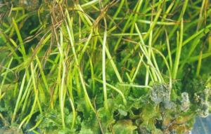黃角蘚高領亞種