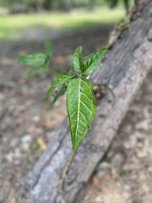 合果芋