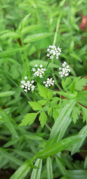 水芹菜