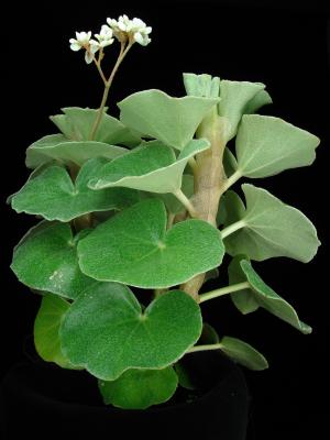 Begonia venosa Skan ex Hook.f.