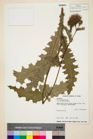 Cirsium japonicum DC. var. australe Kitam._標本_BRCM 5816