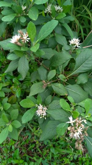 南非葉 (扁桃斑鳩菊)