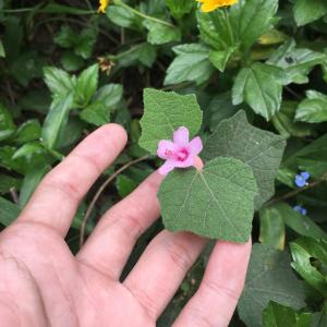 地桃花 (肖梵天花)