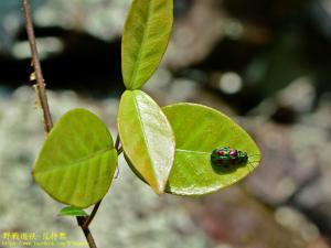 紅紋麗螢金花蟲