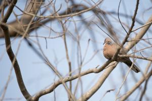 珠頸斑鳩(指名亞種)