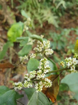 臺灣山桂花