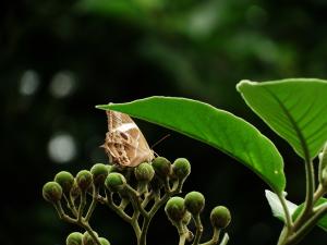 長紋黛眼蝶 (竹目蝶 / 白條蔭 / 白條黛眼蝶 / 斜帶黛眼蝶 / 玉帶竹眼蝶 / 白帶蔭蝶 / 玉帶蔭蝶)