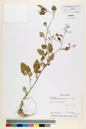 Dichrocephala integrifolia (L. f.) Kuntze_標本_BRCM 6665