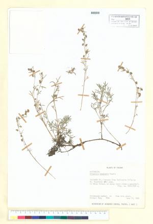 Artemisia kawakamii Hayata_標本_BRCM 6672