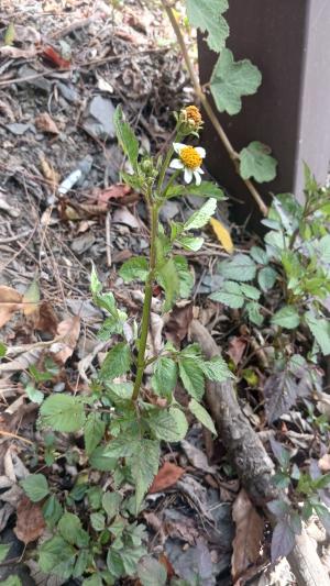 小白花鬼針