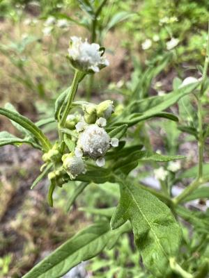 銀膠菊