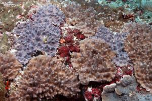 卷曲指形軟珊瑚
