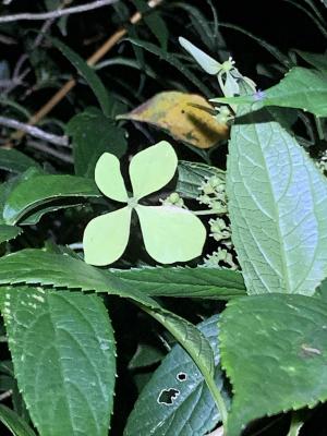 華八仙(華南分布)