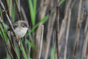 褐頭鷦鶯