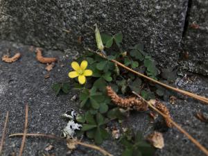 黃花酢醬草