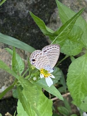 埔里波紋小灰蝶