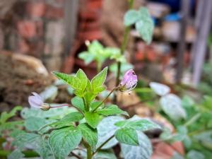 皺子白花菜