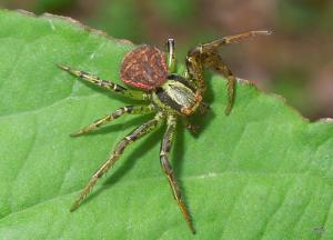 Xysticus ephippiatus 鞍形花蟹蛛