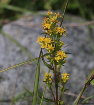 一枝黄花 (金鎖 野黄菊)