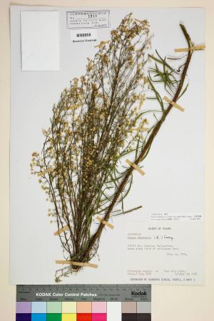 Conyza canadensis (L.) Cronq. var. pusilla (Nutt.) Cronq._標本_BRCM 6740