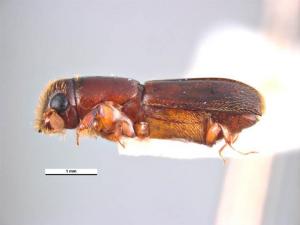 Crossotarsus externedentatus (Fairmaire, 1849) 外齒截尾長小蠹