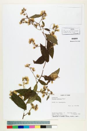 Vernonia gratiosa Hance_標本_BRCM 5139