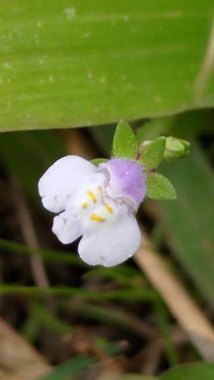 通泉草