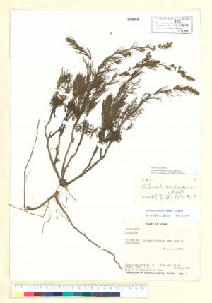 Artemisia morrisonensis Hayata_標本_BRCM 7137