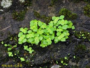 矮冷水麻