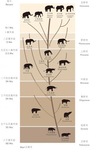 象類系譜圖