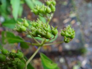 華八仙(華南分布)