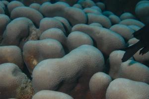  柱型雀屏珊瑚