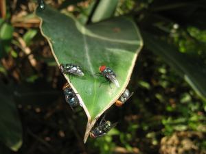 Chrysomya megacephala life