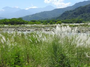 甜根子草