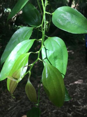 台灣菝葜 (台灣土茯苓)