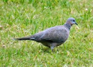 珠頸斑鳩